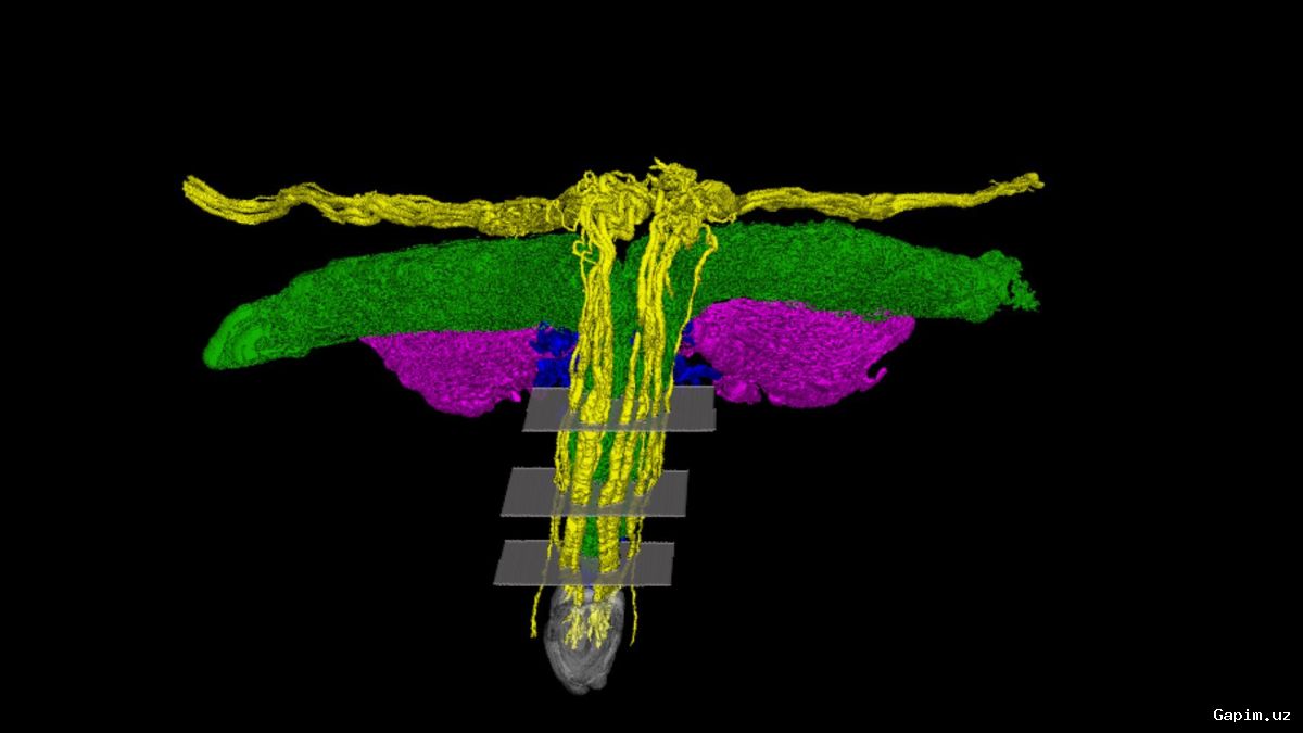 🔬🧠 New 3D Images Reveal Clitoris's Complex Nerve Network, Exposing Gaps in Medical Knowledge