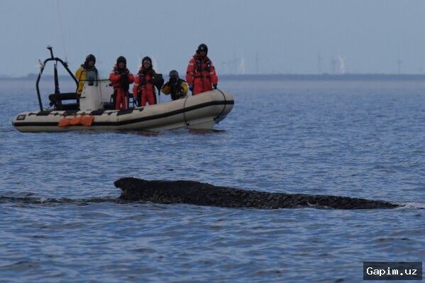 🐋🌊 Кит, застрявший у побережья Германии в Балтийском море, снова начал двигаться, но его здоровье ухудшается