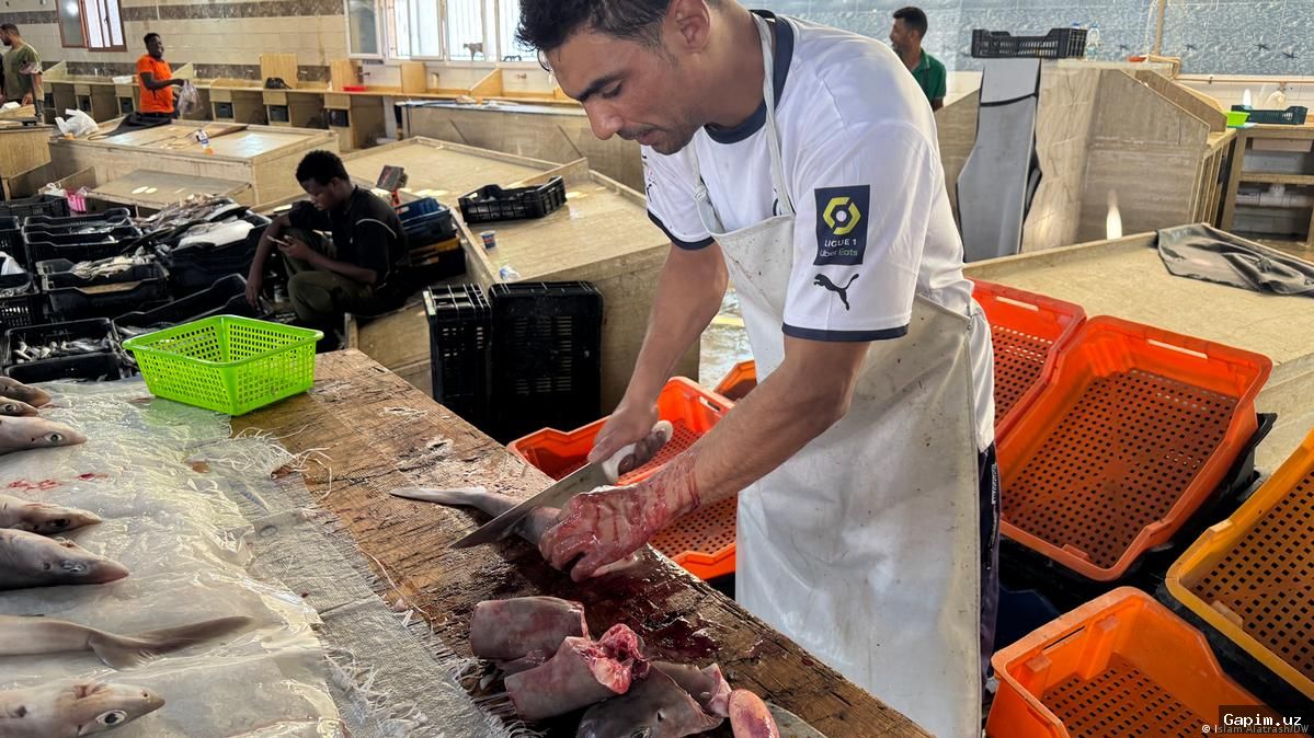 🐟⚠️ Sharks in Libya Sold Unchecked, Pushing Species Toward Extinction