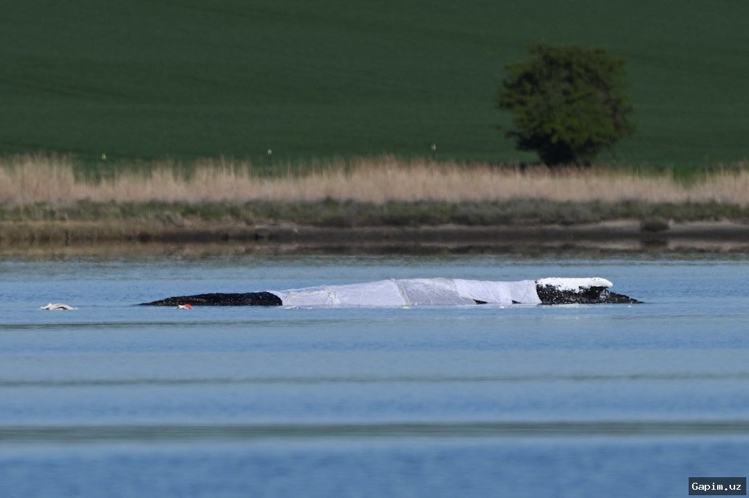 🐋🚢 Germaniyada 'Timmi' nomli kitni qutqarish bo‘yicha muvaffaqiyatli operatsiya